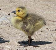 Picture/image of Canada Goose