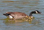 Picture/image of Canada Goose