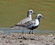 Picture/image of Black-bellied Plover