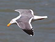 Picture/image of Western Gull