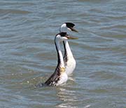 Picture/image of Western Grebe