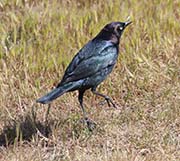 Picture/image of Brewer's Blackbird