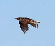 Picture/image of Western Meadowlark