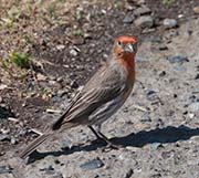 Picture/image of House Finch