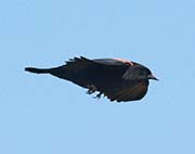 Picture/image of Red-winged Blackbird