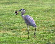 Picture/image of Great Blue Heron