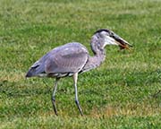 Picture/image of Great Blue Heron