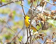 Picture/image of Bullock's Oriole
