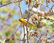 Picture/image of Bullock's Oriole