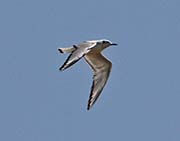 Picture/image of Bonaparte's Gull