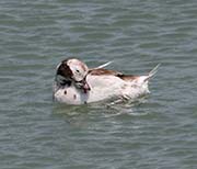 Picture/image of Long-tailed Duck