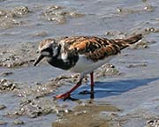 Picture/image of Ruddy Turnstone