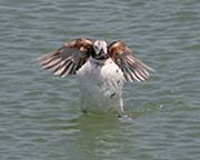 Picture/image of Long-tailed Duck