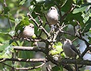 Picture/image of Bushtit