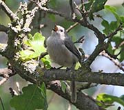 Picture/image of Bushtit