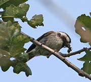 Picture/image of Chestnut-backed Chickadee