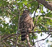 Picture/image of Sharp-shinned Hawk