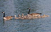 Picture/image of Canada Goose