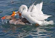 Picture/image of Domestic-Feral Waterfowl