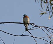 Picture/image of Lazuli Bunting