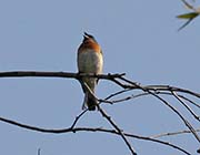 Picture/image of Lazuli Bunting