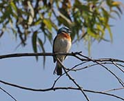 Picture/image of Lazuli Bunting