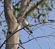 Picture/image of Lazuli Bunting