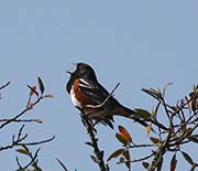 Spotted Towhee
