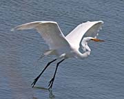 Picture/image of Great Egret