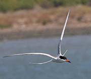 Picture/image of Forster's Tern