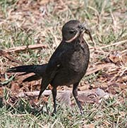 Picture/image of Brewer's Blackbird