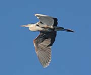 Picture/image of Great Blue Heron