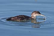 Picture/image of Common Loon