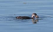 Picture/image of Common Loon