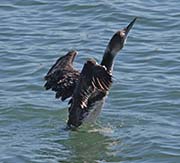 Picture/image of Common Loon