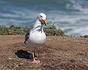 Picture/image of Western Gull
