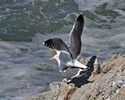 Picture/image of Western Gull