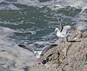 Picture/image of Western Gull