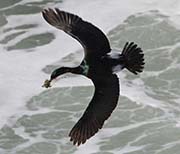 Picture/image of Pelagic Cormorant