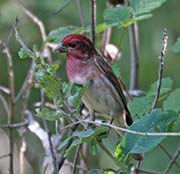 Picture/image of Purple Finch