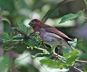 Picture/image of Purple Finch