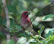 Picture/image of Purple Finch