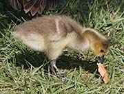 Picture/image of Canada Goose