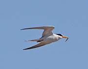 Picture/image of Least Tern