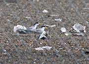 Picture/image of Least Tern