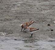 Picture/image of Western Sandpiper