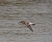 Picture/image of Western Sandpiper