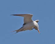 Picture/image of Least Tern
