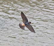 Picture/image of Cliff Swallow