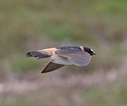 Picture/image of Cliff Swallow